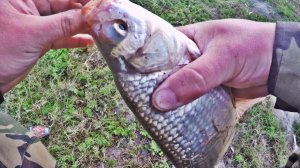 ЯЗЬ НА ПЕНОПЛАСТ! РЫБАЛКА НА ПРОТОКЕ ОБИ.ловля на фидер