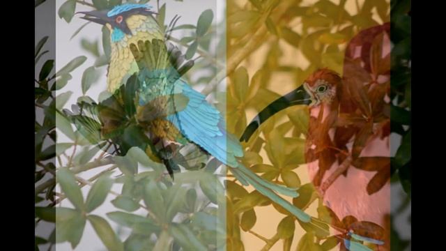 Бумажные птицы Дианы Бельтран. Колумбия. смотреть онлайн