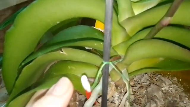 Уход за ОРХИДЕЯМИ. HB-101, янтарная кислота, цитокининовая паста. смотреть онлайн