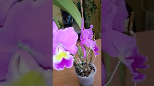 Распустилась азиатская каттлея гибрид без названия. 26.10.20. смотреть онлайн