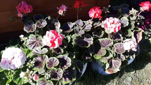 ОБИЛЬНОЦВЕТУЩИЕ ПЕЛАРГОНИИ СЕЗОНА 2019🌺 смотреть онлайн