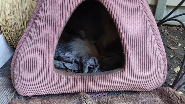 Осторожно, злая собака))) смотреть онлайн