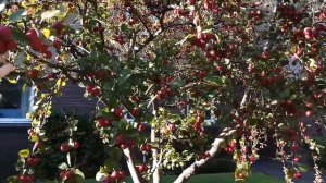 Райские Яблочки SCOTLAND/CRAB APPLE TREE EDINBURGH