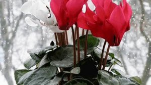 ЦИКЛАМЕНЫ - поёт ЮРИЙ СТАРЦЕВ