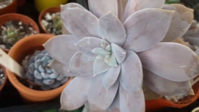 Idzie wiosna-kaktusy i sukulenty | Pierwsze pąki | Vlog смотреть онлайн