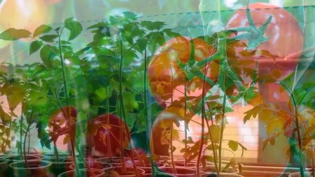 ТОМАТЫ ЦВЕТУТ а ЗАВЯЗЬ ЦВЕТКА не происходит смотреть онлайн