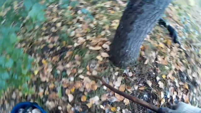 Тихая охота. Грузди в осеннем лесу. смотреть онлайн