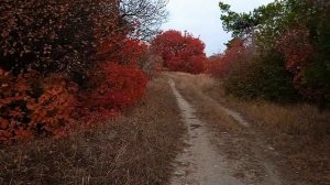 Маршрут выходного дня. Часть первая. Прогулка по лесу около микрорайона Мичурино