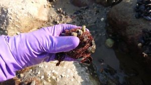 Сбор морских ежей в Магадане. Collection of sea urchins in Magadan.