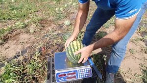 Арбуз Соренто F1 – первая прибыль для производителя