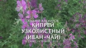 Кипрей (Иван-чай) узколистный. Алефиров А.Н.