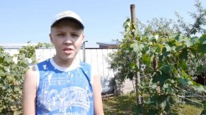 Сладкое чудо Сибири: как вырастить виноград в Тюмени