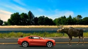 НЕДОБЗОР НА ЛАРИЧИХУ