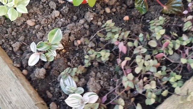 Комнатные растения .Кактусы и суккуленты. Маленькая коллекция. Обзор.7 июня 2023 г. смотреть онлайн