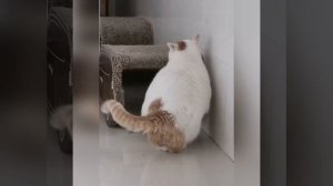 Ловкость кошки, грация картошки