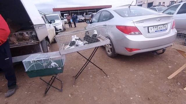 Выставка-ярмарка голубей. г Сорочинск. 19.09.20. смотреть онлайн