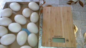 Продаю инкубационное яйцо индоуток тяжелых линий. Вес яйца.