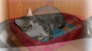 Валяные лежанки кошечкам и котикам.mp4