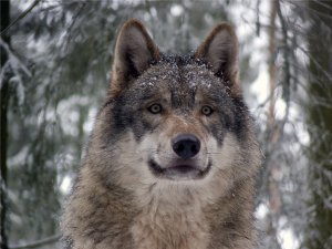 ВОЛК ПОМОГ ЧЕЛОВЕКУ И СПАС ЕГО