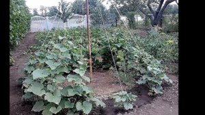 Какие типы опор можно использовать для растений на даче