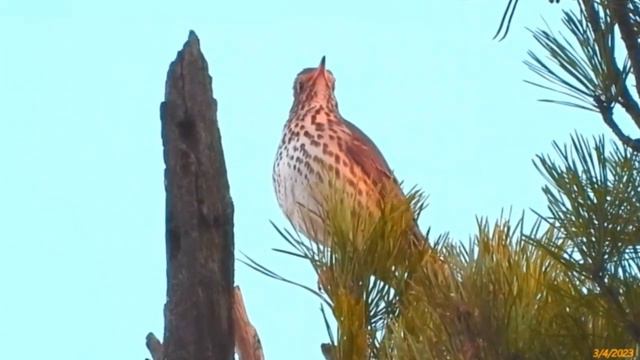 2023/4/3: Выступление с высокой трибуны певчего дрозда N-ского перед жителями Заречного. Эпизод 1- смотреть онлайн