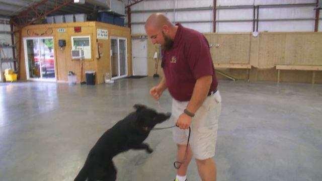 7 month Training Milestones Focus Consistency "Machiavelli" Prufenpuden смотреть онлайн