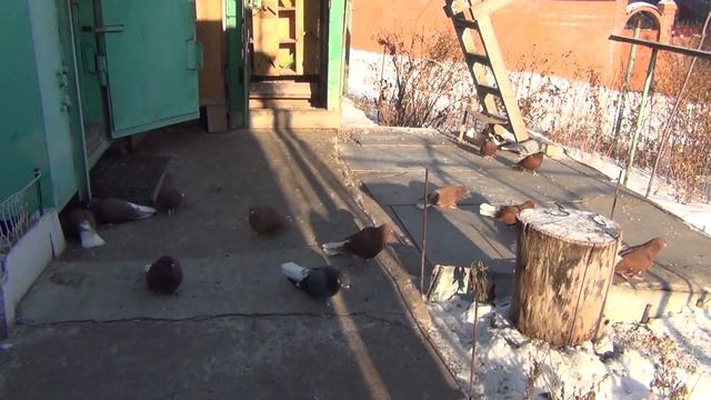 Рацион и кормление голубей.