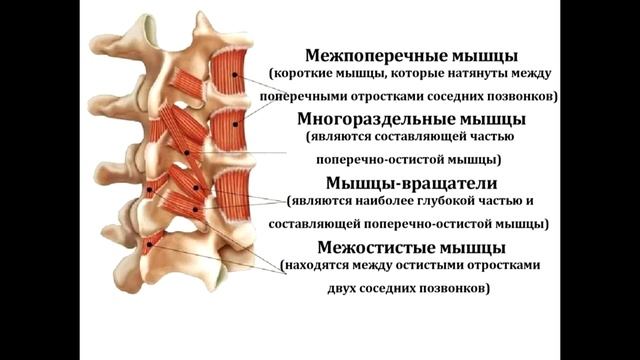 Назовите стенки поясничного треугольника места возможного образования поясничных грыж