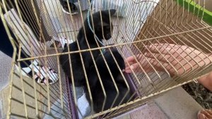 #ВЛОГ Как мы завели котенка. Шотландский вислоухий. Делаем паспорт Ане