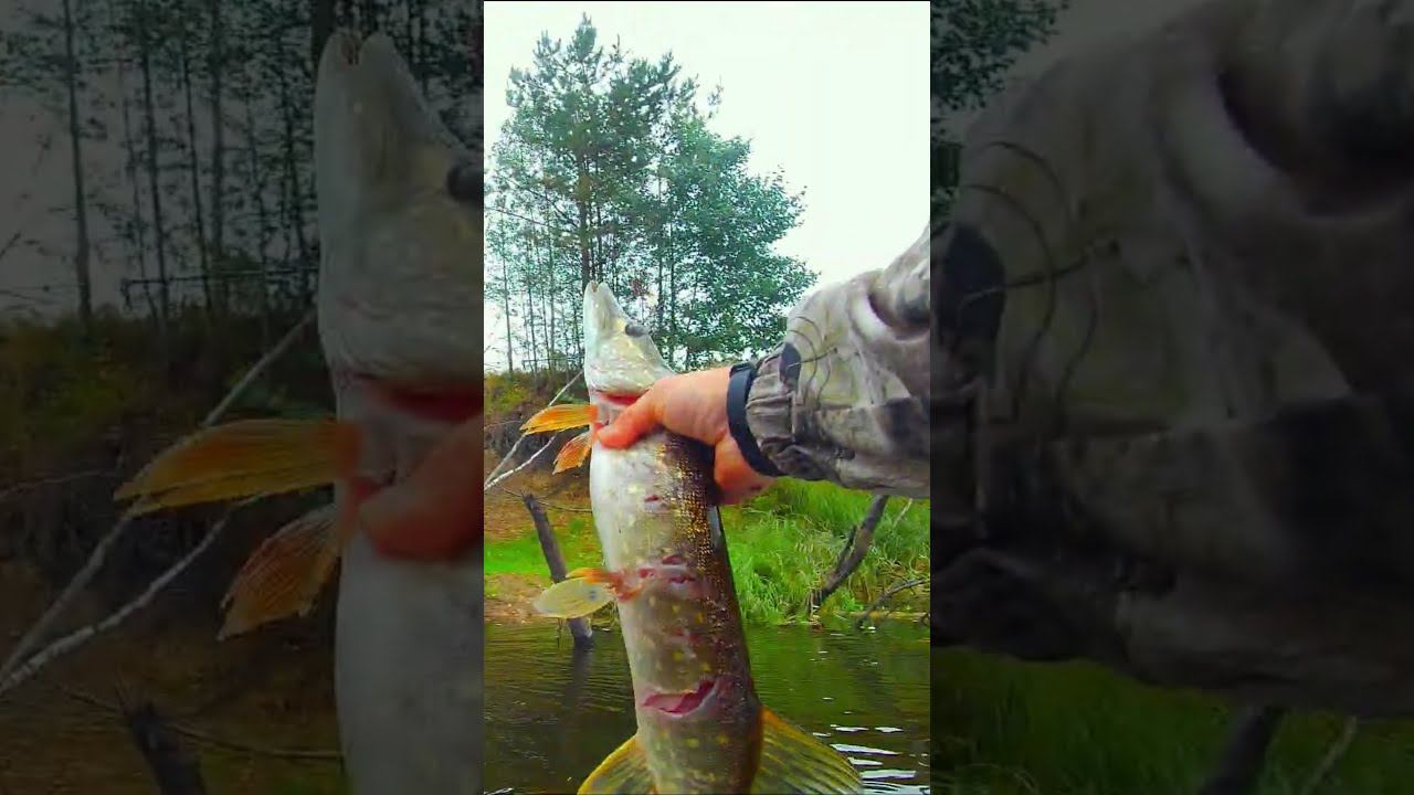 ЧТО ЗА МОНСТР АТАКОВАЛ МОЮ ЩУКУ #shorts смотреть онлайн