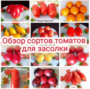 Какие сорта томатов для засолки выбрать. Обзор некоторых сортов.