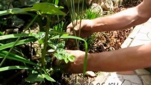 Мульчирование почвы шишками, из нашей практики.