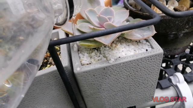 How to water succulents смотреть онлайн