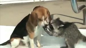 Гугл озвучка СМЕШНЫЕ ЖИВОТНЫЕ 2020. Животные разговаривают.  Смешная нарезка. Приколы с котами