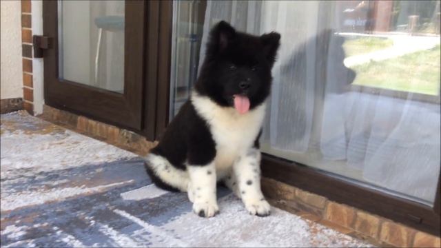 Американская акита девочка Эллис 2 месяца смотреть онлайн