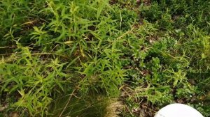 Средство от комаров по старинному рецепту.