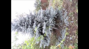 ГРАД С ЯЙЦО ! ПОСЛЕДСТВИЕ ГРАДА 19 августа 2015 г,п.Бородыновка.