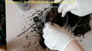 Корни астильбы и клематиса, купленные в упаковках рано. Как сохранить до весны? Проверенный способ