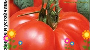 Томат обыкновенный. Краткий обзор, описание характеристик, где купить семена Сибирский медведь