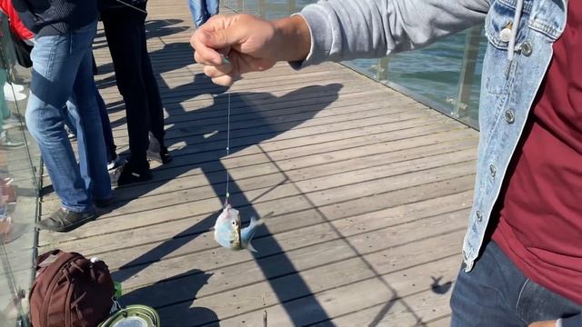 Финта или сельдь. Рыбалка на Балтийском море. Зеленоградск