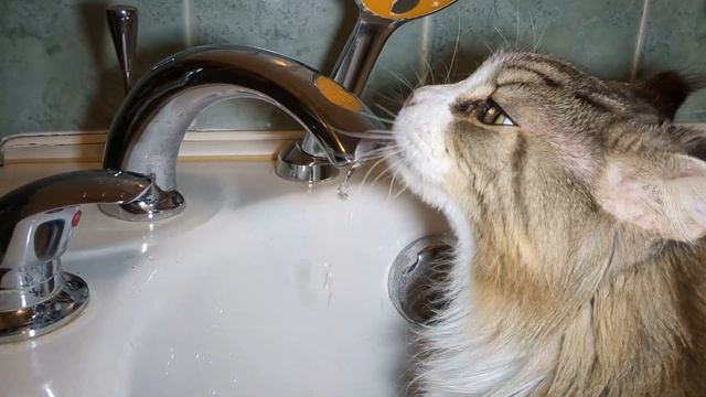 Секреты общения с котами: как научить своего кота пить воду из-под крана! смотреть онлайн