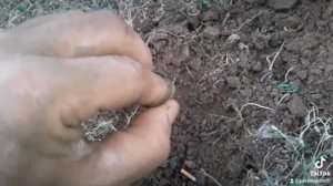 Перстеньки