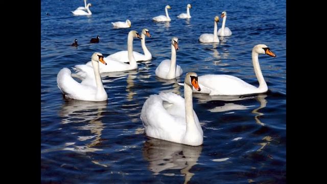 Белые лебеди смотреть онлайн
