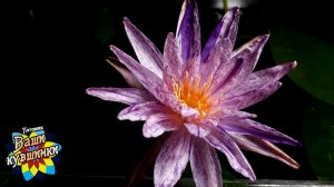 Нимфея Painted Star (Разрисованная звезда) кувшинка, waterlily, водные растения, пруд