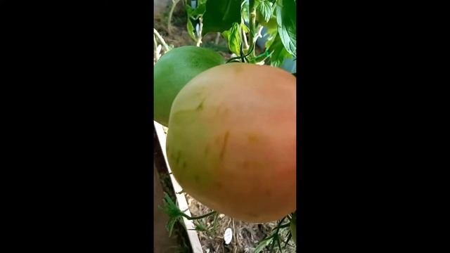 Коллекционный сорт томата Малиновое мамино сердце