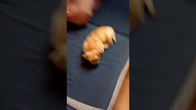 Мой толстый щенок смотреть онлайн