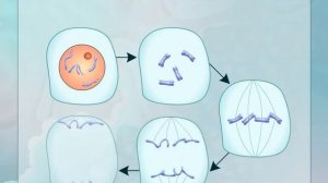 Полиплоидия. Биология для школьников