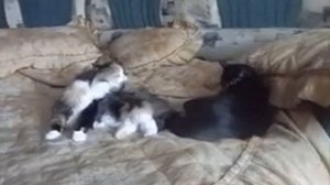 Уживутся ли 2 взрослые кошки ?