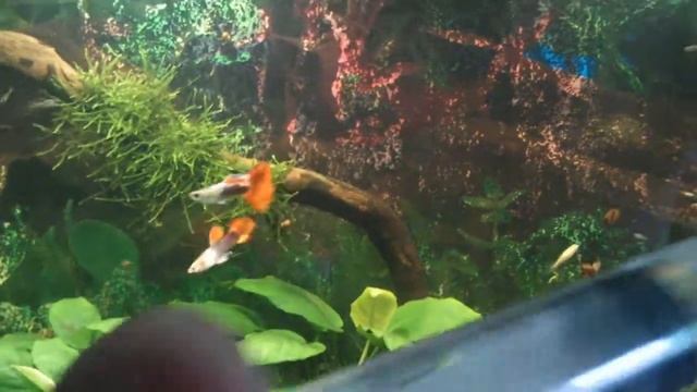 Сайдекс, как избавить Яванский мох от нитевидных водорослей смотреть онлайн