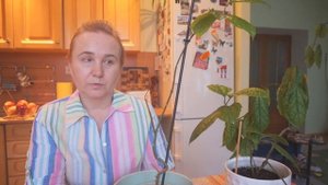 Клеродендрум. Как добиться обильного цветения Клеродендрума?